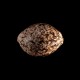 Kannabia Seeds - Indica Cream | Feminized seed | 10 pieces - Kannabia Seeds Feminised - Kannabia Seeds - Seed Diskont - Hanfsamen Shop