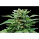 Kannabia Seeds - Karibbean Mango | Feminizált mag | 10 darab - Kannabia Seeds Feminizált - Philips - Seed Diskont - Hanfsamen Shop