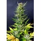 Kannabia Seeds - Karibbean Mango | Feminisiertes saat | 10 stück - Kannabia Seeds Feminisier - Kannabia Seeds - Seed Diskont - Hanfsamen Shop