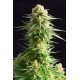 Kannabia Seeds - Kritikal-K | Feminizált mag | 10 darab - Kannabia Seeds Feminizált - Philips - Seed Diskont - Hanfsamen Shop