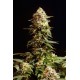 Kannabia Seeds - La Blanca | Feminizált mag | 10 darab - Kannabia Seeds Feminizált - Philips - Seed Diskont - Hanfsamen Shop