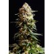 Kannabia Seeds - La Blanca | Feminizált mag | 10 darab - Kannabia Seeds Feminizált - Philips - Seed Diskont - Hanfsamen Shop