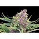 Kannabia Seeds - Purple Kush | Feminisiertes saat | 5 stück - Kannabia Seeds Feminisier - Kannabia Seeds - Seed Diskont - Hanfsamen Shop