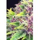 Kannabia Seeds - Purple Kush | Feminizált mag | 5 darab - Kannabia Seeds Feminizált - Philips - Seed Diskont - Hanfsamen Shop