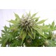 Kannabia Seeds - Silver Widow | Feminized seed | 10 pieces - Kannabia Seeds Feminised - Kannabia Seeds - Seed Diskont - Hanfsamen Shop