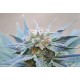 Kannabia Seeds - Skunk+ | Feminizált mag | 10 darab - Kannabia Seeds Feminizált - Philips - Seed Diskont - Hanfsamen Shop