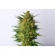 Kannabia Seeds - Super Ak | Feminizált mag | 10 darab - Kannabia Seeds Feminizált - Philips - Seed Diskont - Hanfsamen Shop