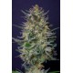 Kannabia Seeds - Super Ak | Feminizált mag | 10 darab - Kannabia Seeds Feminizált - Philips - Seed Diskont - Hanfsamen Shop