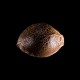 Kannabia Seeds - Super OG Kush | Feminizált mag | 3 darab - Kannabia Seeds Feminizált - Philips - Seed Diskont - Hanfsamen Shop