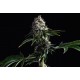 Kannabia Seeds - Swiss Dream Cbd | Feminizált mag | 10 darab - Kannabia Seeds Feminizált - Philips - Seed Diskont - Hanfsamen Shop