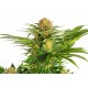 Kannabia Seeds - White Domina | Feminizált mag | 5 darab - Kannabia Seeds Feminizált - Philips - Seed Diskont - Hanfsamen Shop