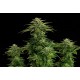 Kannabia Seeds - Zkit Kandy Dream | Feminizált mag | 5 darab - Kannabia Seeds Feminizált - Philips - Seed Diskont - Hanfsamen Shop