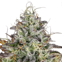 Paradise Seeds - Apricot Candy | Feminized seed | 10 pieces