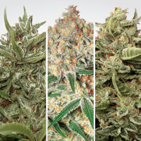 Paradise Seeds - Auto Collection Pack #1 | Autoflowering seed | 6 pieces