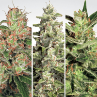 Paradise Seeds - Auto Collection Pack #2 | Autoflowering seed | 6 pieces