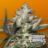 Paradise Seeds - Auto Kong 4 | Autoflowering seed | 10 pieces