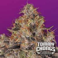 Paradise Seeds - Blue Kush Berry Tommy Chong's collection | Feminisiertes saat | 10 stück