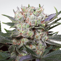 Paradise Seeds - Californian Gold | Feminized seed | 10 pieces