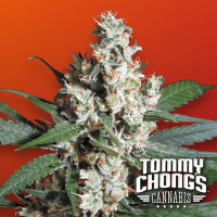 Paradise Seeds - L.A. Amnesia Tommy Chongs collection | Feminisiertes saat | 10 stück - Paradise Seeds Feminisier - Paradise Seeds - Seed Diskont - Hanfsamen Shop