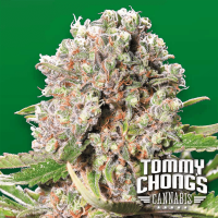 Paradise Seeds - Mendocino Skunk Tommy Chong's collection | Feminizált mag | 3 darab