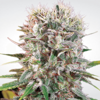 Paradise Seeds - Wappa | Feminized seed | 10 pieces