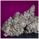 Paradise Seeds - White Noise | Feminisiertes saat | 10 stück - Paradise Seeds Feminisier - Paradise Seeds - Seed Diskont - Hanfsamen Shop