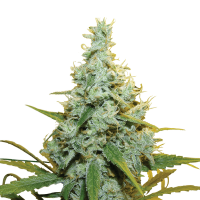 Royal Queen Seeds - AMG | Feminized seed | 5 pieces