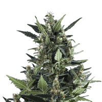 Royal Queen Seeds - Blue Cheese | Autoflowering seed | 10 pieces