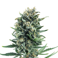 Royal Queen Seeds - Blue Cheese | Feminized seed | 3 pieces