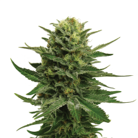 Royal Queen Seeds - Blue Mystic | Feminized seed | 10 pieces