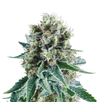 Royal Queen Seeds - Bubble Kush | Autoflowering seed | 10 pieces