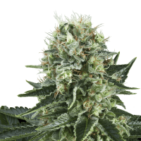 Royal Queen Seeds - Bubble Kush | Feminized seed | 10 pieces