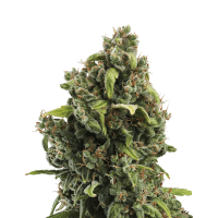 Royal Queen Seeds - Candy Kush Express - Fast | Feminizált mag | 3 darab