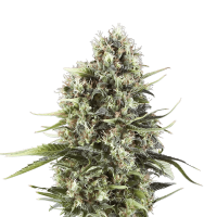 Royal Queen Seeds - Chocolate Haze | Feminized seed | 10 pieces