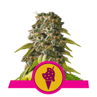 Royal Queen Seeds - Cookies Gelato | Feminized seed | 10 pieces
