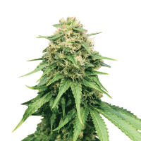 Royal Queen Seeds - Critical | Feminized seed | 10 pieces