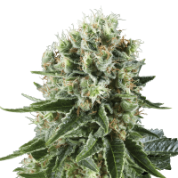 Royal Queen Seeds - Critical Kush | Feminized seed | 5 pieces