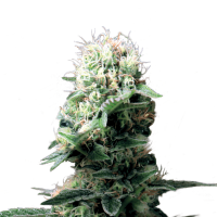 Royal Queen Seeds - Dance World | Feminized seed | 10 pieces
