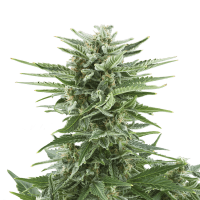 Royal Queen Seeds - Easy Bud | Autoflowering seed | 10 pieces