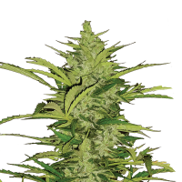 Royal Queen Seeds - Fast Eddy CBD | Autoflowering seed | 10 pieces