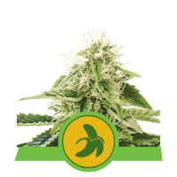 Royal Queen Seeds - Fat Banana | Autoflowering seed | 10 pieces