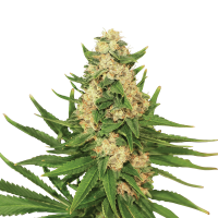 Royal Queen Seeds - Fat Banana | Feminized seed | 10 pieces