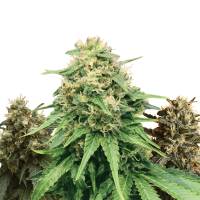 Royal Queen Seeds - Feminized Mix | Feminized seed | 3 pieces