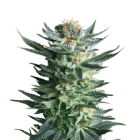 Royal Queen Seeds - Fruit Spirit | Feminized seed | 10 pieces