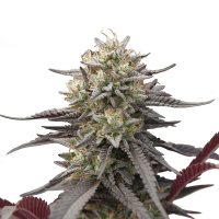 Royal Queen Seeds - Green Crack Punch | Feminized seed | 10 pieces
