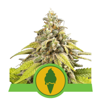 Royal Queen Seeds - Green Gelato | Autoflowering seed | 10 pieces