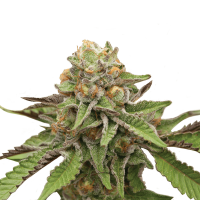Royal Queen Seeds - Green Gelato | Feminized seed | 10 pieces