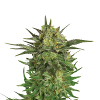 Royal Queen Seeds - Haze Berry | Feminized seed | 10 pieces