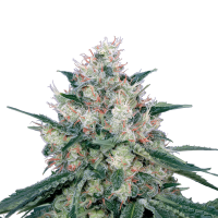 Royal Queen Seeds - Honey Cream - Fast | Feminized seed | 3 pieces
