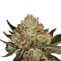 Royal Queen Seeds - HulkBerry | Feminized seed | 10 pieces